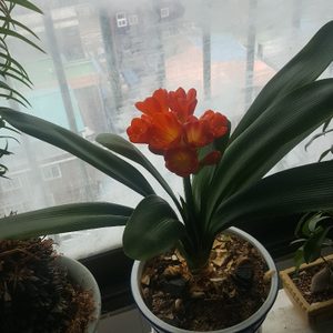 1톤화물개인용달