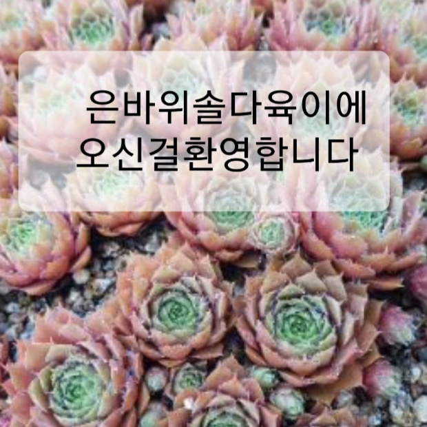 은바위솔 다육이