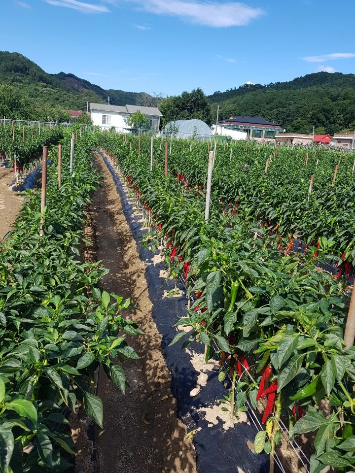 조씨네 농장