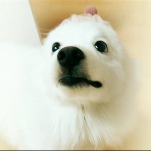 뿌꾸네