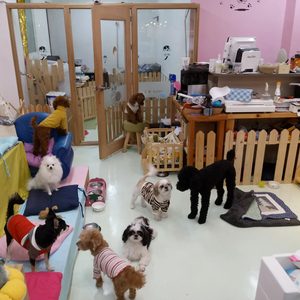 마이펫글리