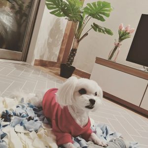 힐링하시개