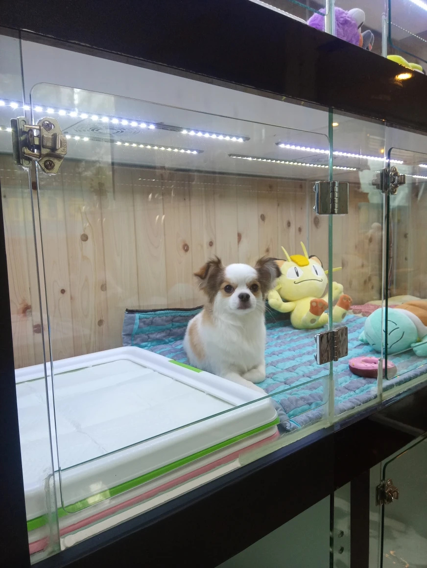 애견미니호텔