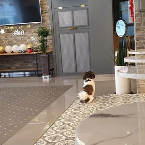 애견카페 도그살롱