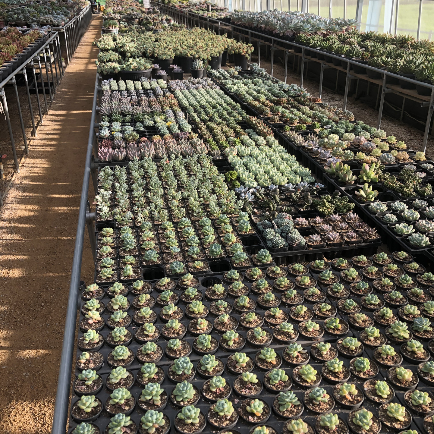 춤추는다육 picture 2