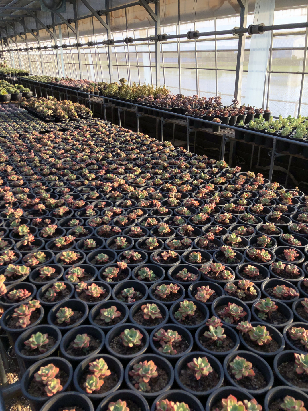 춤추는다육 picture 1