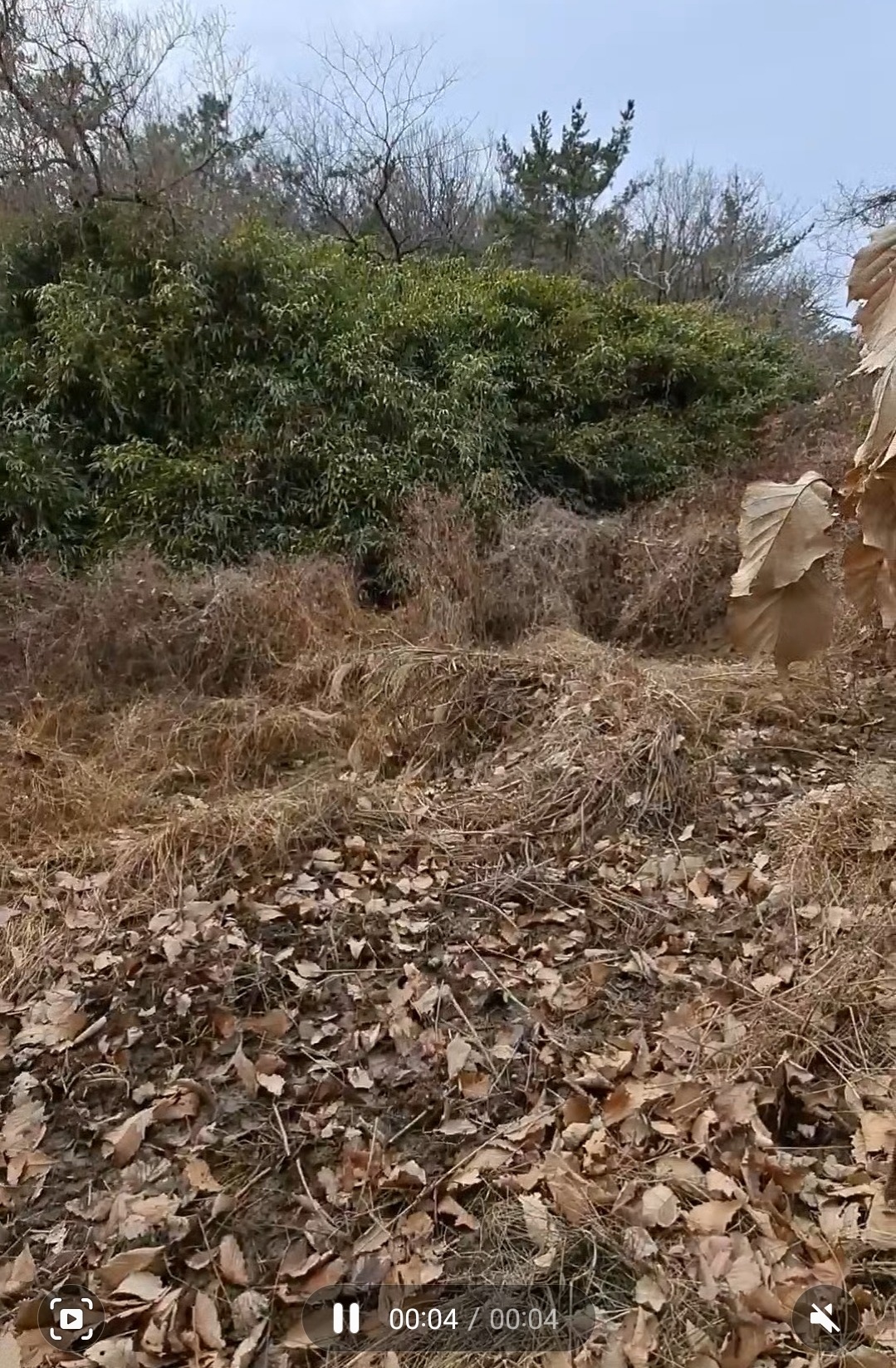 평면도