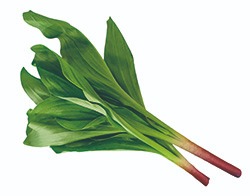 평면도
