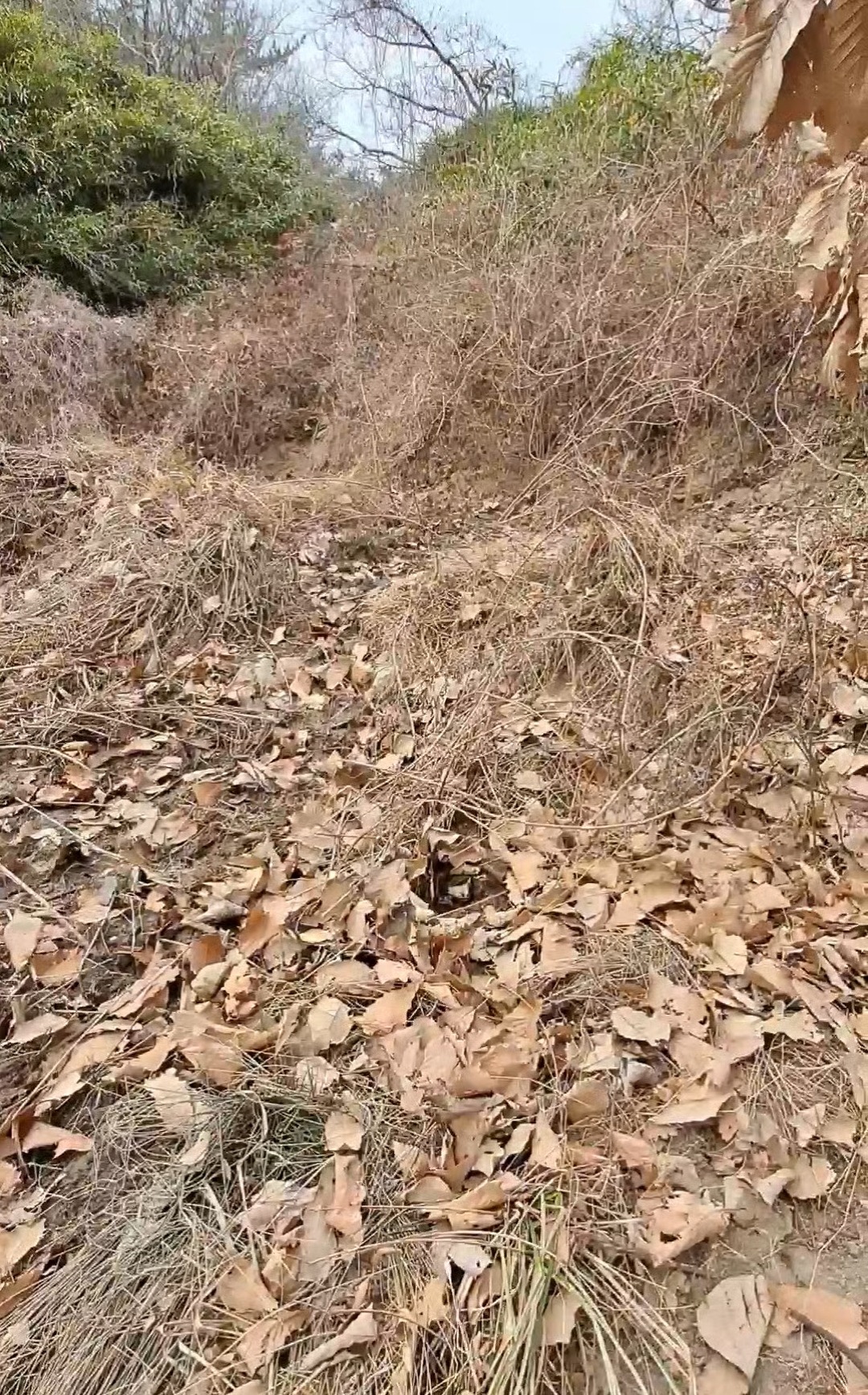 평면도